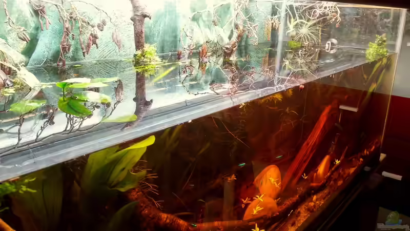 Dekoration im Aquarium Mein erstes Schwarzwasserbecken von wid (14)