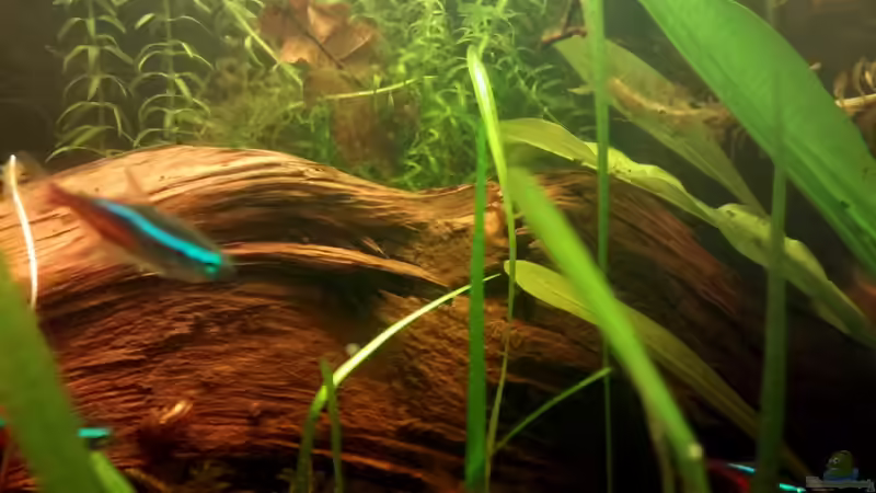 Dekoration im Aquarium Mein erstes Schwarzwasserbecken von wid (9)