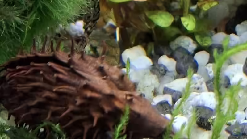 Dekoration im Aquarium Mein kleiner Dschungel von SiggiPl (5)