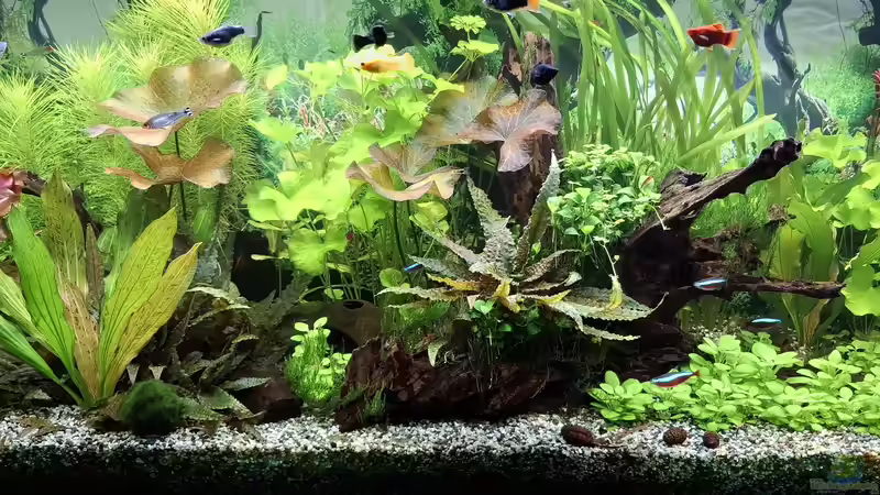 Dekoration im Aquarium Mein kleiner Dschungel von SiggiPl (6)