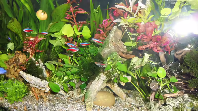 Dekoration im Aquarium mein kleines Amazonas Scape von odin 68 (142)