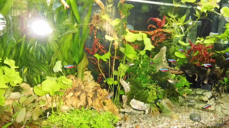 Dekoration im Aquarium mein kleines Amazonas Scape von odin 68 (150)