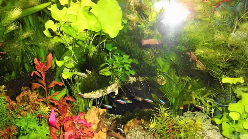 Dekoration im Aquarium mein kleines Amazonas Scape von odin 68 (155)