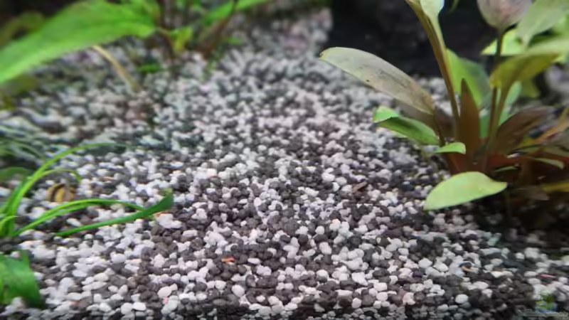 Dekoration im Aquarium Mein kleines &quot;Juwel&quot; nur mehr als Beispiel von ernst11 (27)