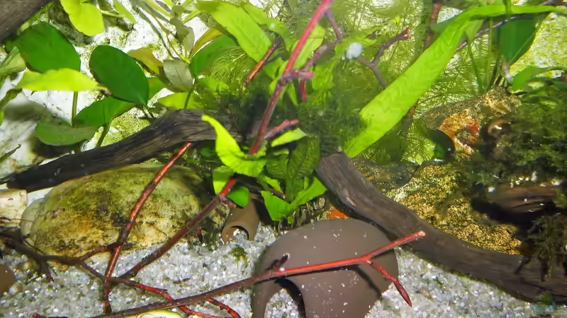 Dekoration im Aquarium mein kleines Asien Becken von odin 68 (100)