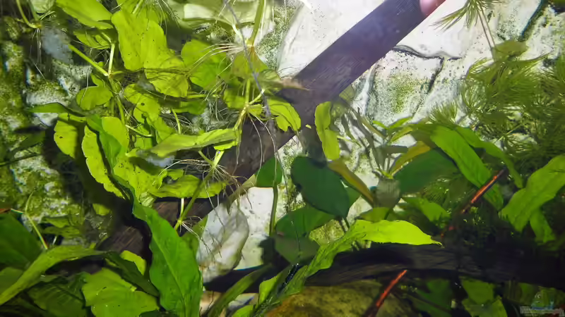 Dekoration im Aquarium mein kleines Asien Becken von odin 68 (104)