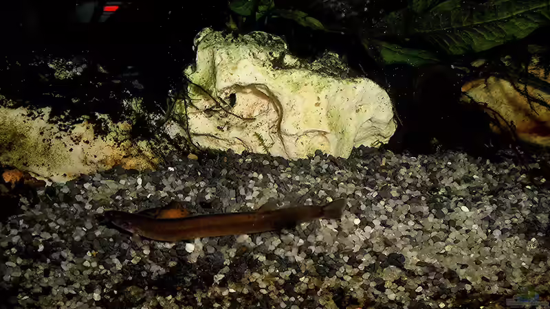 Dekoration im Aquarium mein kleines Asien Becken von odin 68 (110)