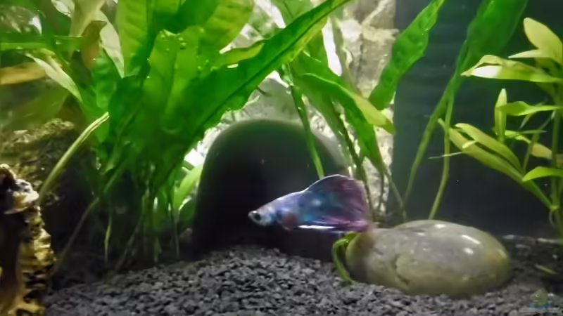 Dekoration im Aquarium mein kleines Garnelen Becken (aufgelöst) von odin 68 (51)