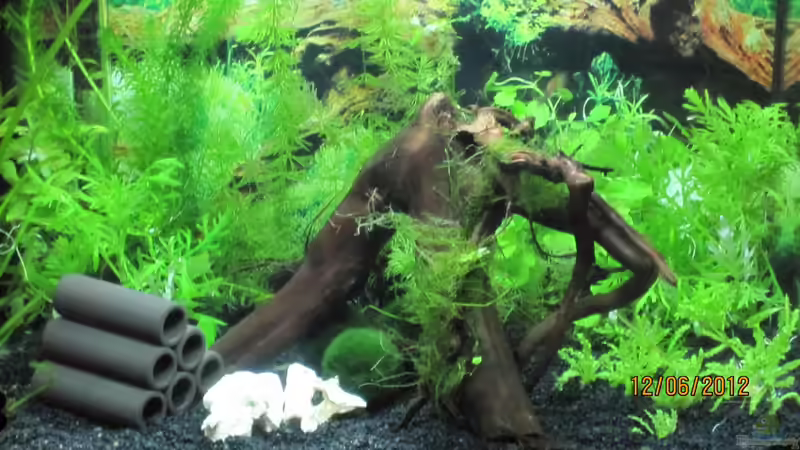 Dekoration im Aquarium mein kleines Reich von Wasserfloh*1 (5)