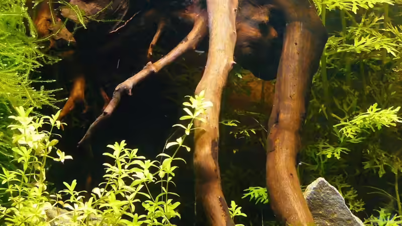 Dekoration im Aquarium Mein kleines Schwarzes von A. G. (10)