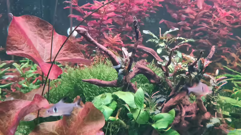 Dekoration im Aquarium Mein liebster 270 Liter Bauklotz ! von Dirk Korsten (5)