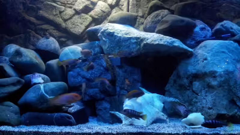 Dekoration im Aquarium mein Malawi-Tank von FrankenWasser (10)