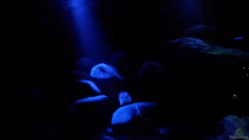 Dekoration im Aquarium mein Malawi-Tank von FrankenWasser (12)