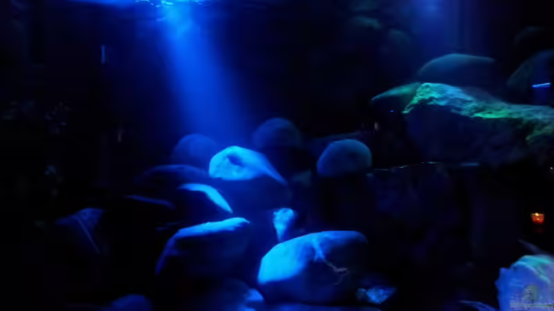 Dekoration im Aquarium mein Malawi-Tank von FrankenWasser (13)