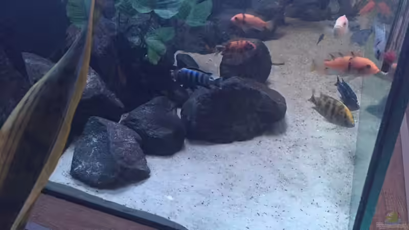 Dekoration im Aquarium Mein Malawi von Milan1986 (3)