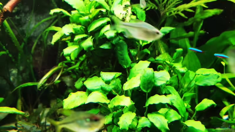 Dekoration im Aquarium Mein Südamerika von Heike Fuchs (46)