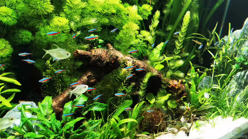 Dekoration im Aquarium Mein Südamerika von Heike Fuchs (47)