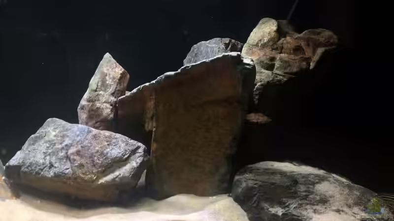Dekoration im Aquarium Mein Tanganjikabecken von Maxi13 (3)