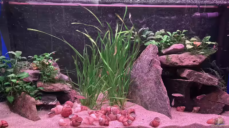 Dekoration im Aquarium Mein Tanganjikasee von Mamba (6)