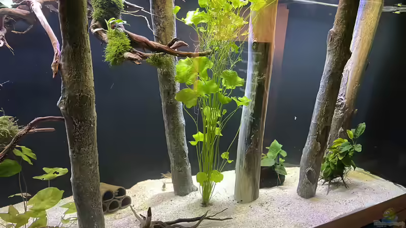 Dekoration im Aquarium Mein Wunsch von Tobi2013 (46)