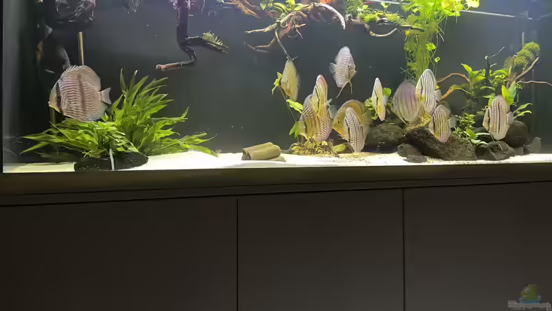 Dekoration im Aquarium Mein Wunsch von Tobi2013 (47)