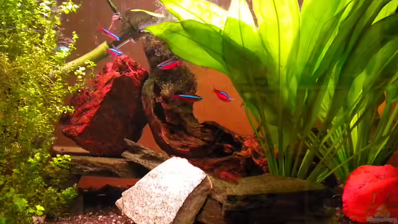 Dekoration im Aquarium Meine kleine Tierwelt von Marci (12)