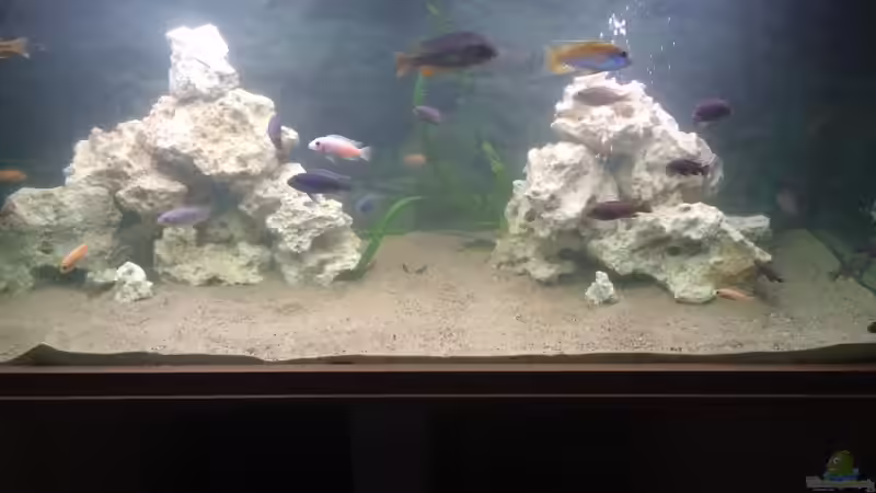 Dekoration im Aquarium Meins von M1989L (23)