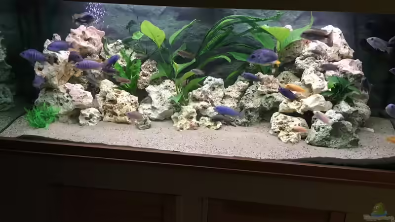 Dekoration im Aquarium Meins von M1989L (24)