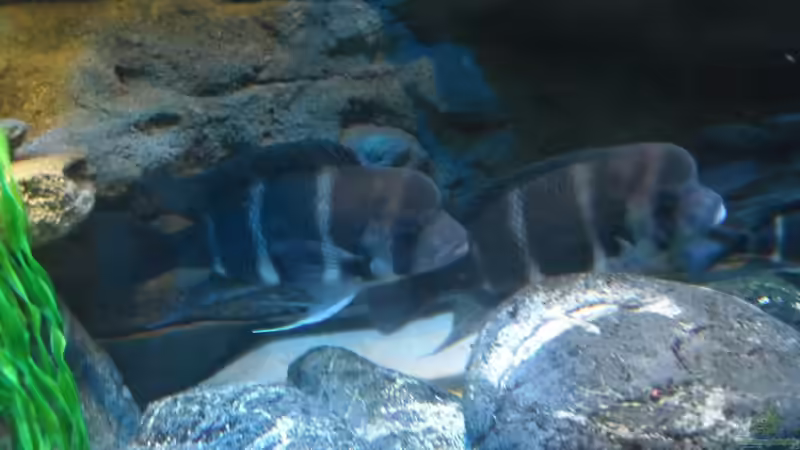 Dekoration im Aquarium Meins von Milchr75 (24)