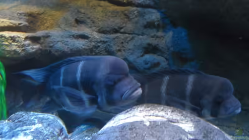 Dekoration im Aquarium Meins von Milchr75 (25)