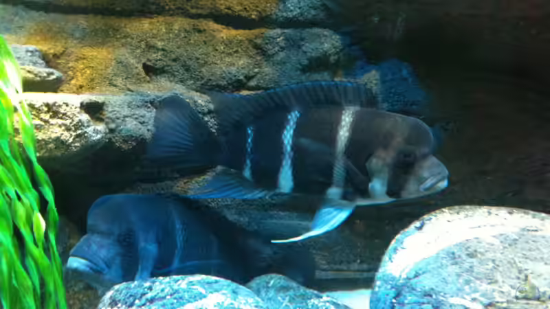 Dekoration im Aquarium Meins von Milchr75 (26)