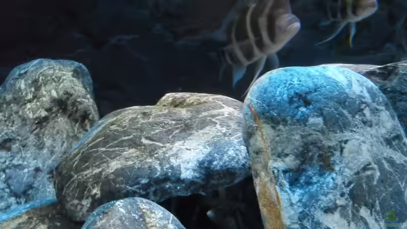 Dekoration im Aquarium Meins von Milchr75 (27)