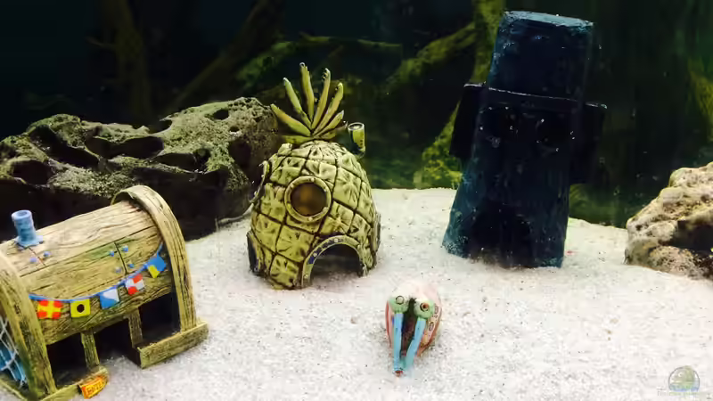 Dekoration im Aquarium Merlins Tanganjika Traum von Arielle (10)