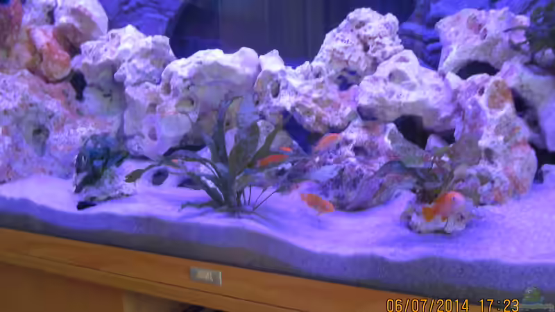 Dekoration im Aquarium Metalhead`s Malawi Pfütze von Metalhead672 (10)