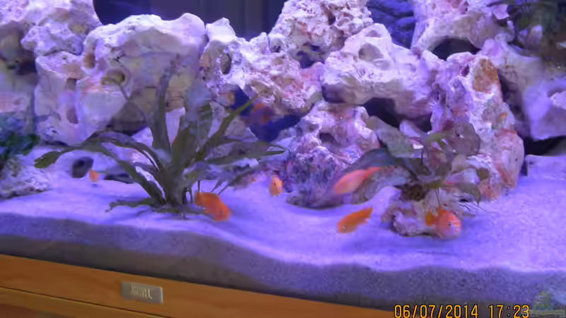 Dekoration im Aquarium Metalhead`s Malawi Pfütze von Metalhead672 (11)