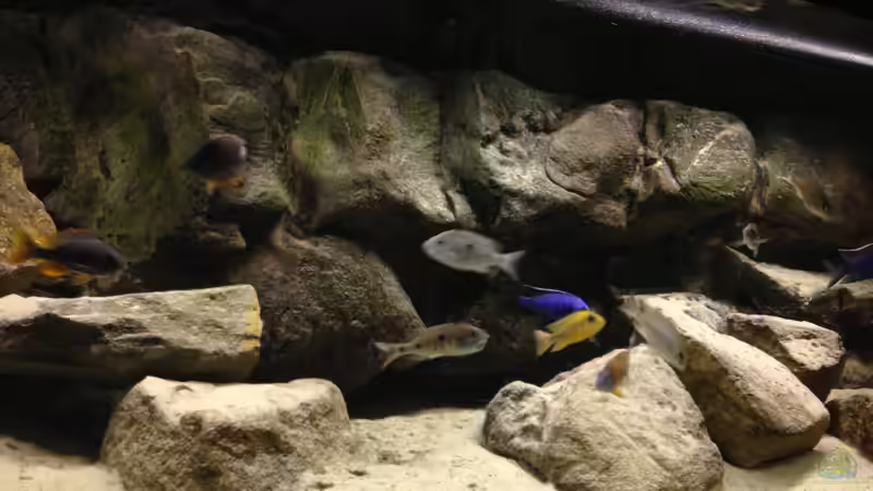 Dekoration im Aquarium Micha´s Malawi Tank (Nur noch als Beispiel) von TheToxicAvenger (3)