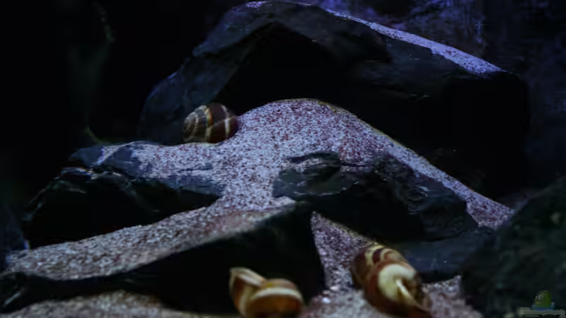 Dekoration im Aquarium Michel´s Waterworld von Michael Reiz (32)