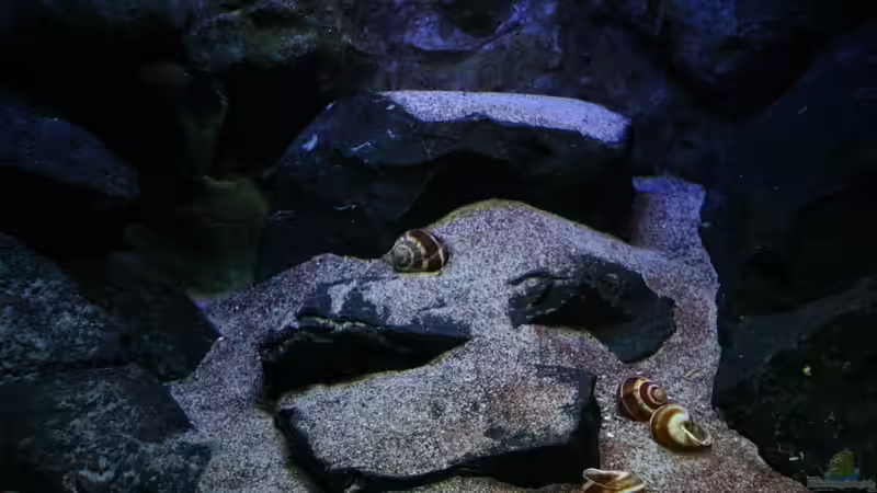 Dekoration im Aquarium Michel´s Waterworld von Michael Reiz (33)