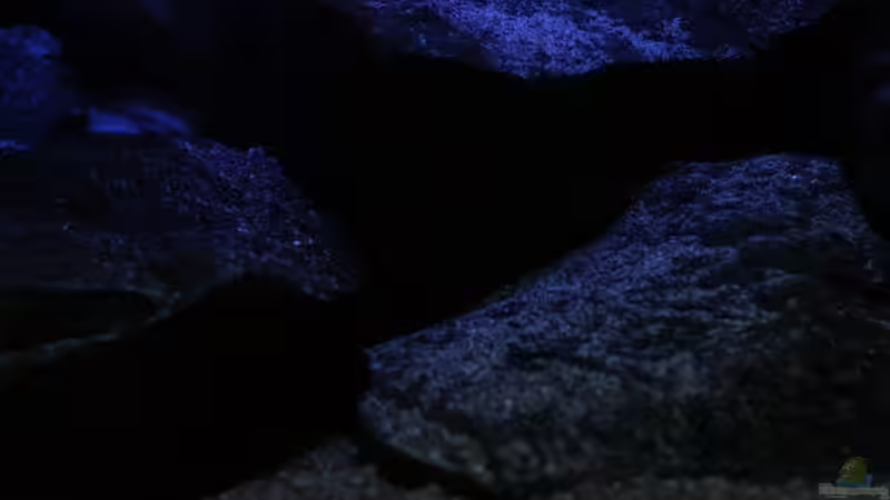 Dekoration im Aquarium Michel´s Waterworld von Michael Reiz (35)