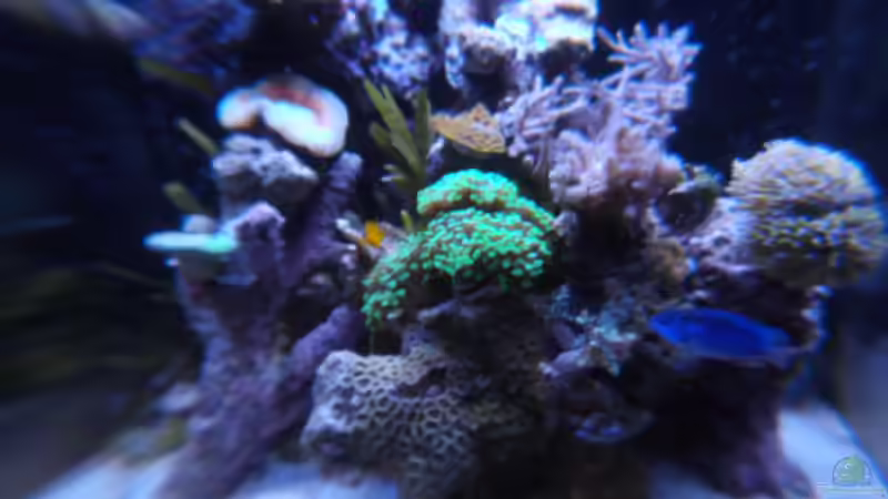 Dekoration im Aquarium Microriff von Guppy62 (2)