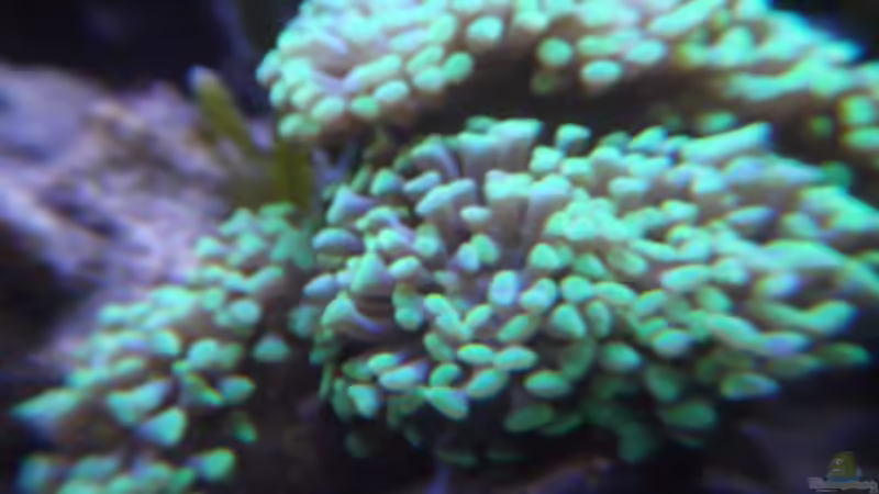 Dekoration im Aquarium Microriff von Guppy62 (3)