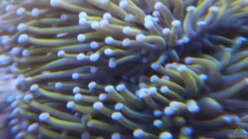 Dekoration im Aquarium Microriff von Guppy62 (4)