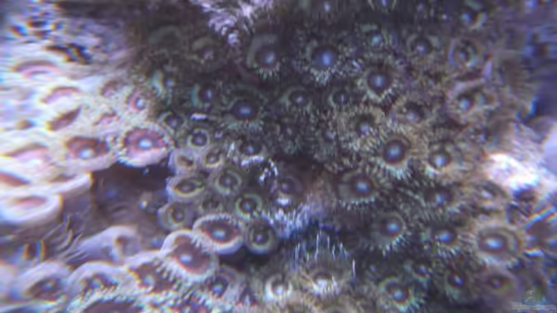 Dekoration im Aquarium Microriff von Guppy62 (5)