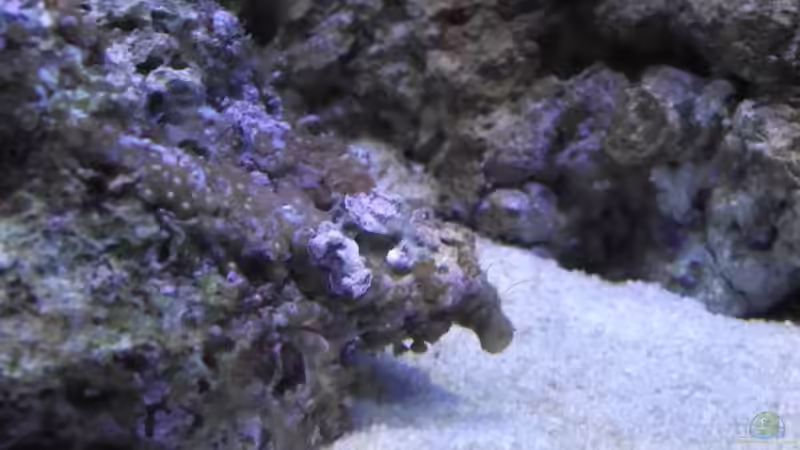 Dekoration im Aquarium Midi-Cube Meerwasser von Dr. Manhattan (5)