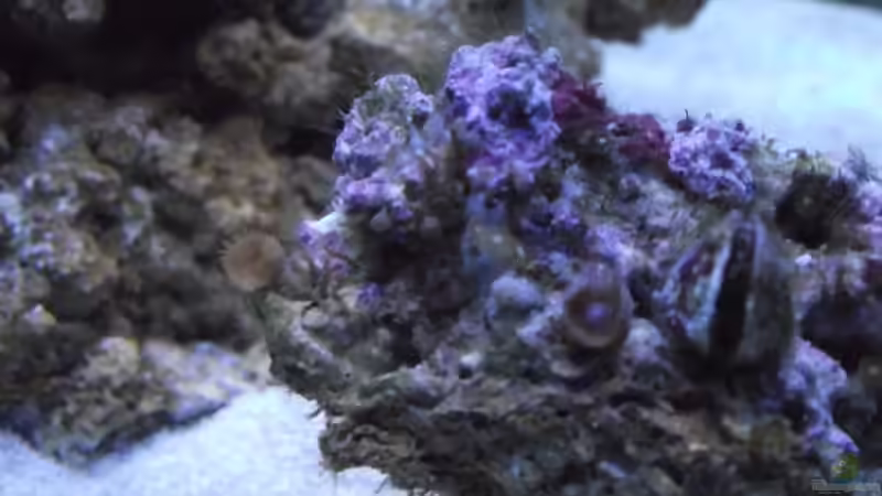 Dekoration im Aquarium Midi-Cube Meerwasser von Dr. Manhattan (6)