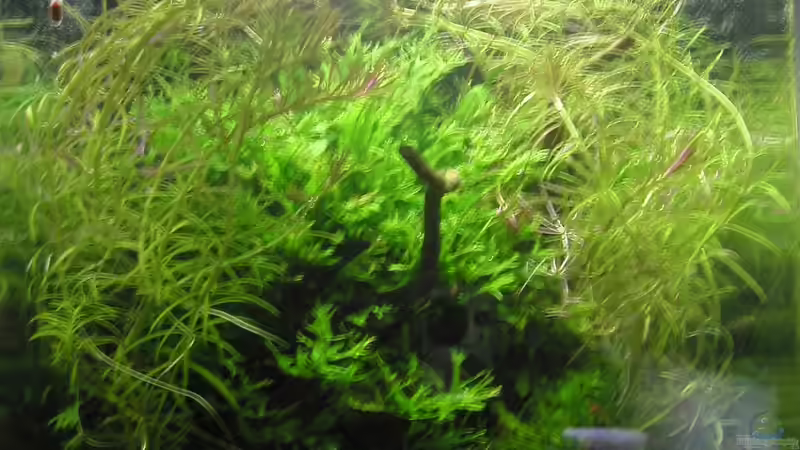 Dekoration im Aquarium Mikrokosmos 1.0 von Akula (12)