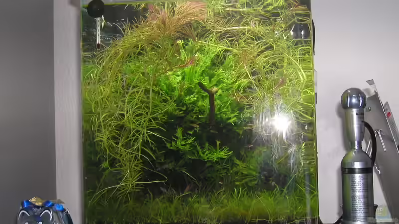 Dekoration im Aquarium Mikrokosmos 1.0 von Akula (13)