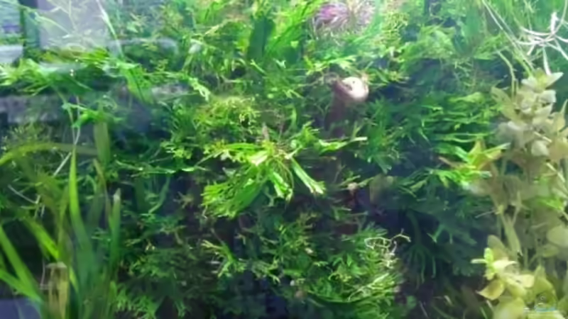 Dekoration im Aquarium Mikrokosmos 1.0 von Akula (14)