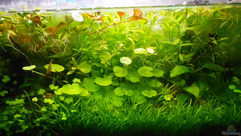 Dekoration im Aquarium Mikrokosmos 2.0 von Akula (4)