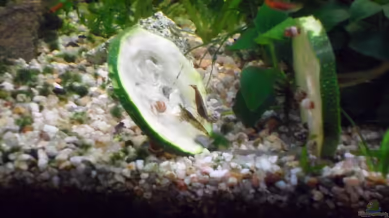 Dekoration im Aquarium mini becken von kleines becken (4)